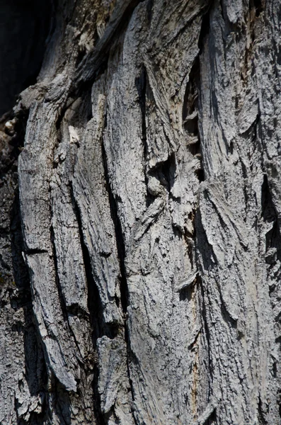 Natur abstrakt: Texturerat trädet Bark bakgrund — Stockfoto