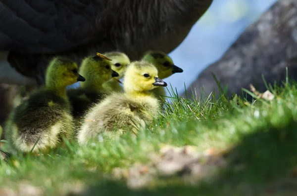 Nyfödda gässlingar bor nära mamma — Stockfoto