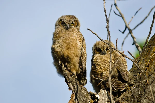 İki genç Owlets onların yuvadan doğrudan göz teması yapma — Stok fotoğraf