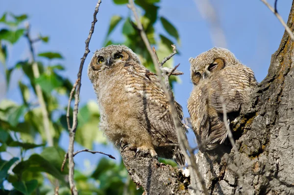 Genç owlet yüksek ağaç üstleri arasında seyir yuva içinde — Stok fotoğraf