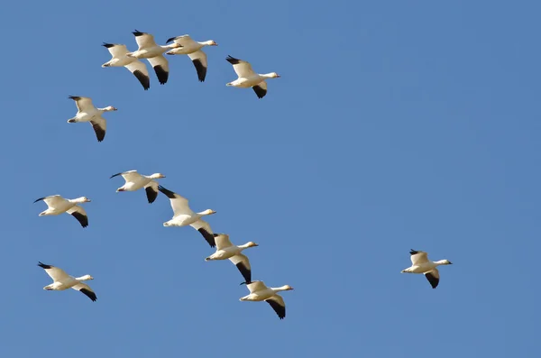 Kawanan Snow Geese Flying di Langit Biru — Stok Foto