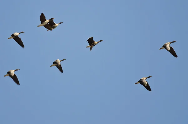 Troupeau d'Oies rieuses volant dans un ciel bleu — Photo