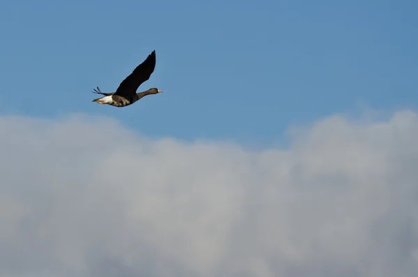 Ganso de frente blanca volando por encima de las nubes — Foto de Stock