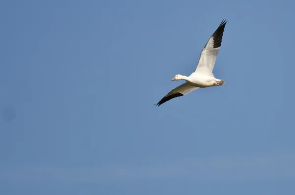 Lone Snow Goose flyger i en blå himmel — Stockfoto