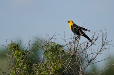 Bush üzerinde tünemiş iken sarı başlı Blackbird arama