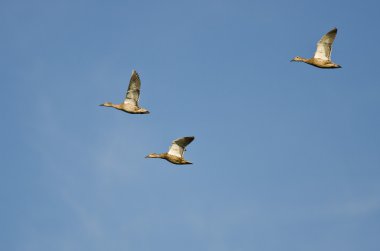 Üç Mallard Ördeği Mavi Gökte Uçuyor