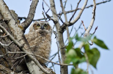 Genç Owlet arasında Tree Tops tarama