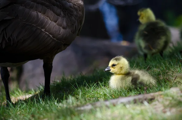 Nyfödd Gosling Stannar nära mamma — Stockfoto
