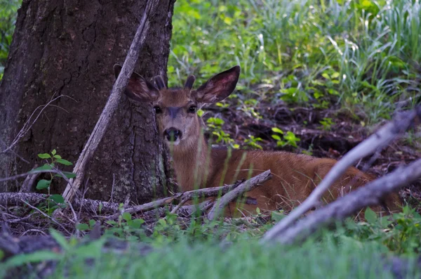 Jovem Buck descansando na sombra de uma árvore — Fotografia de Stock