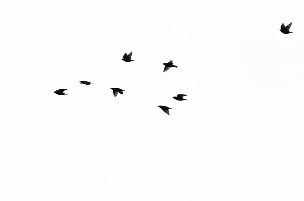 Flock of European Starlings Silhouetted on a White Background — Stock Photo, Image