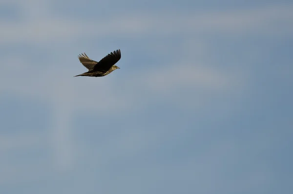 Blackbird de asa vermelha fêmea voando em um céu azul — Fotografia de Stock