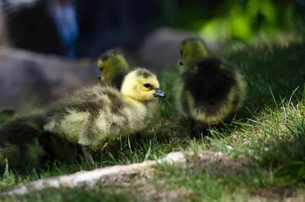 Nyfödda gosling vilar i det gröna gräset — Stockfoto