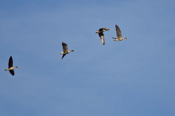 Troupeau d'Oies rieuses volant dans un ciel bleu — Photo