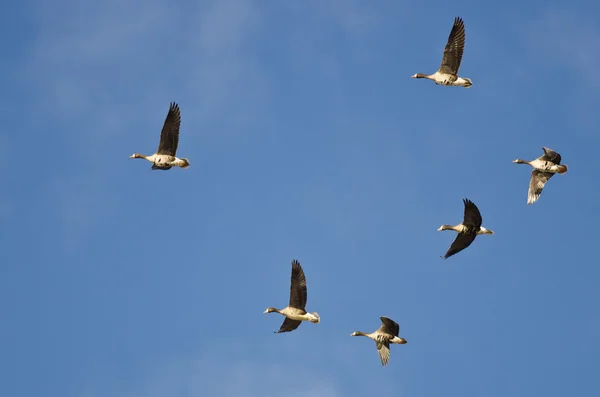 Bandada de gansos de fachada blanca volando en un cielo azul — Foto de Stock