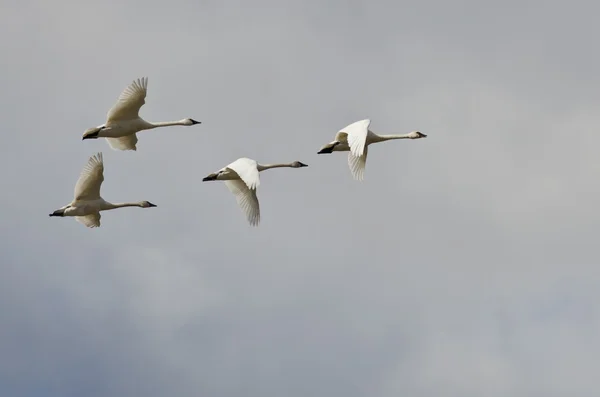 Four Tundra Swans Flying in a Cloudy Sky — Stock Photo, Image