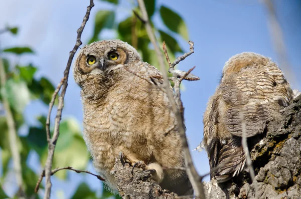 Genç owlet yüksek ağaç üstleri arasında seyir yuva içinde — Stok fotoğraf