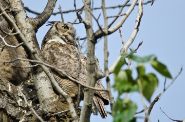 Büyük Boynuzlu Baykuş Tree Tops arasında tarama