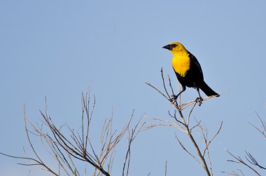Bush üzerinde tünemiş sarı başlı karatavuk