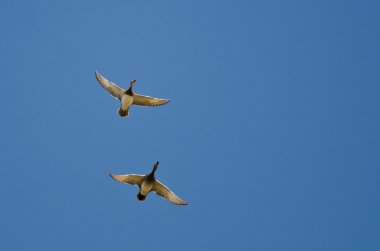 Amerikan Wigeons bir mavi gökyüzünde uçan çifti