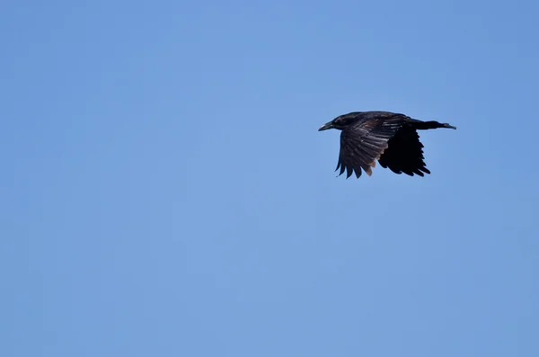 Common Raven Flying in a Blue Sky — Stock Photo, Image