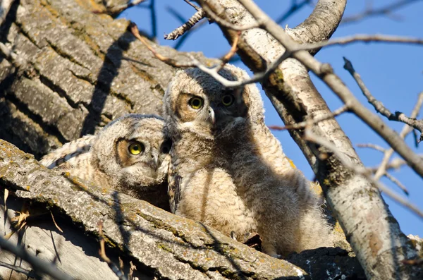 Two Adorable Young Owlets Perched in a Tree — Stock Photo, Image