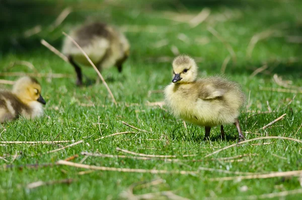 Bedårande liten gosling letar mat i det gröna gräset — Stockfoto