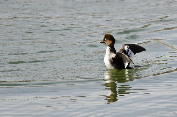 Donna comune Goldeneye allungando le ali sull'acqua — Foto Stock