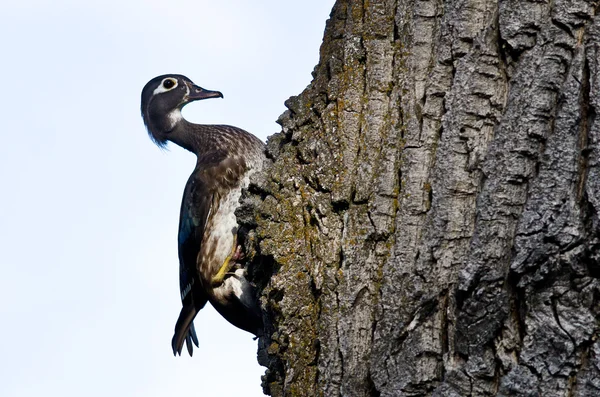 Canard en bois femelle s'occupant de son nid — Photo