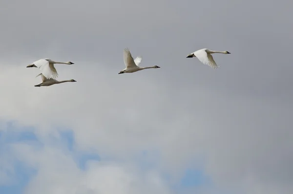 Четыре лебедя тундры, летящие в облачном небе — стоковое фото