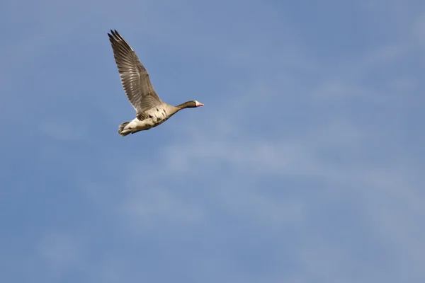 Oca bianca maggiore solitaria che vola in un cielo blu — Foto Stock