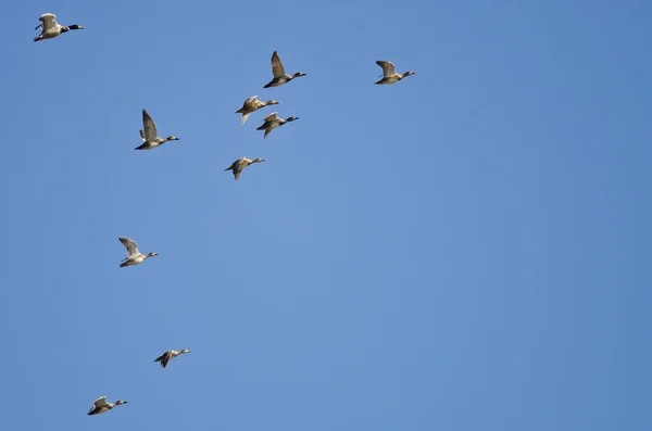 Entenschwärme fliegen in einen blauen Himmel — Stockfoto