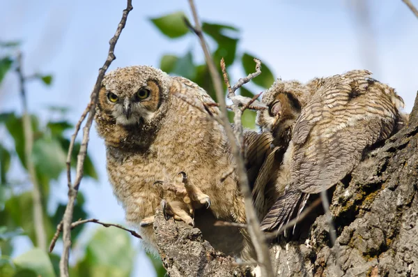 Genişletilmiş Claw ile uzaktan bakan genç Owlet — Stok fotoğraf