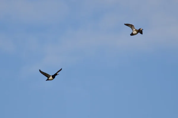 Par de patos con cuello anular volando en un cielo azul — Foto de Stock