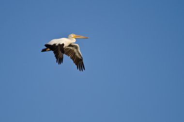 Amerikan Beyaz Pelikanı Mavi Gökte Uçuyor