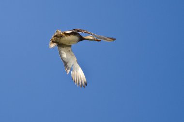 anatra selvatica femminile volando in un cielo blu