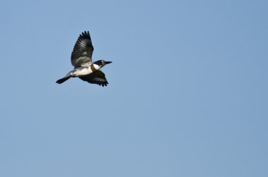 kuşaklı mavi gökyüzünde uçan kingfisher