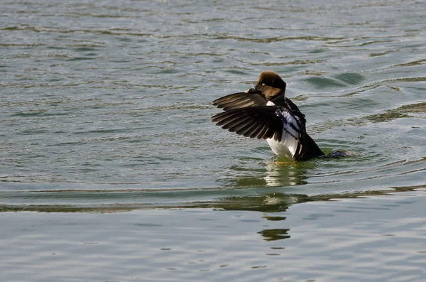 Female Common Goldeneye Stretching Its Wings on the Water — Stock Photo, Image