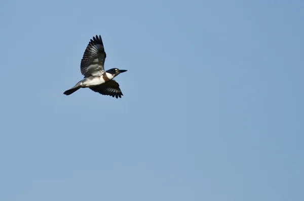 Kingfisher cinto voando em um céu azul — Fotografia de Stock