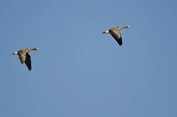 Para większe White - Fronted gęsi pływających w błękitne niebo — Zdjęcie stockowe