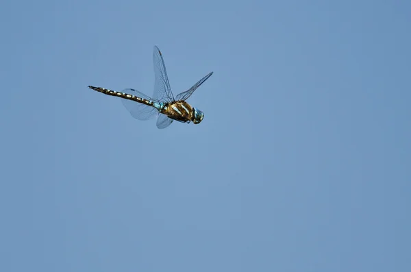 Dragonfly Caça na asa em um céu azul — Fotografia de Stock