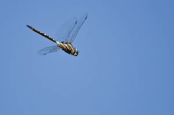 Dragonfly jakt på vingen i en blå himmel — Stockfoto