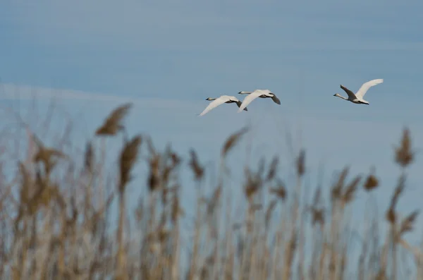 Rebanho de cisnes de Tundra voando através do pântano — Fotografia de Stock