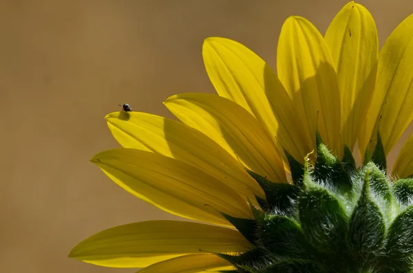 Petit insecte regardant au-dessus d'un pétale de tournesol — Photo