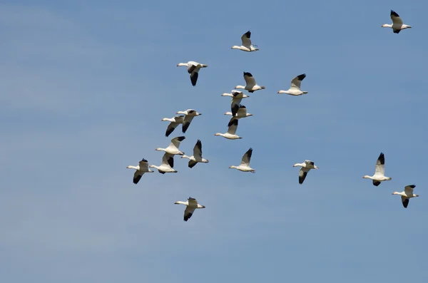 Flock of Snow Geese Flying in a Blue Sky — Stock Photo, Image