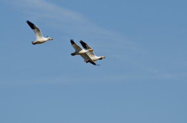 Mavi Gökte Uçan Üç Kar Kazı
