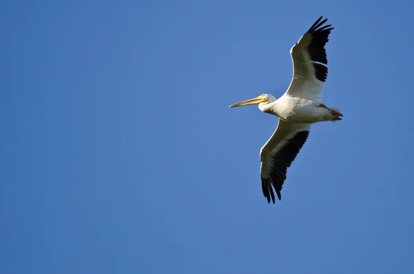 Pélican blanc américain volant dans un ciel bleu — Photo