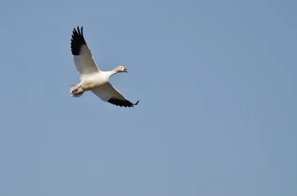 Lone Snow Goose Flying in a Blue Sky — Stock Photo, Image