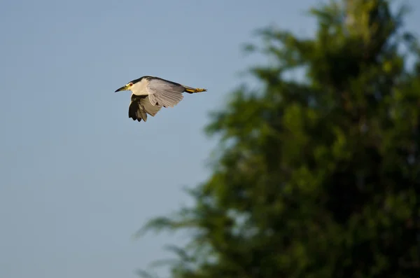 Black-Crowned Night Heron Flying Over the Marsh — Stock Photo, Image