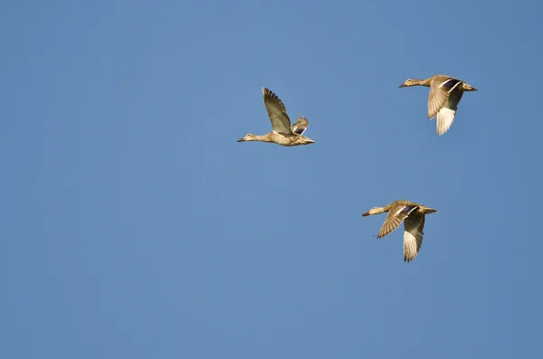 Tres patos Mallard volando en un cielo azul — Foto de Stock