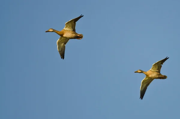 Deux canards colverts volant dans un ciel bleu — Photo